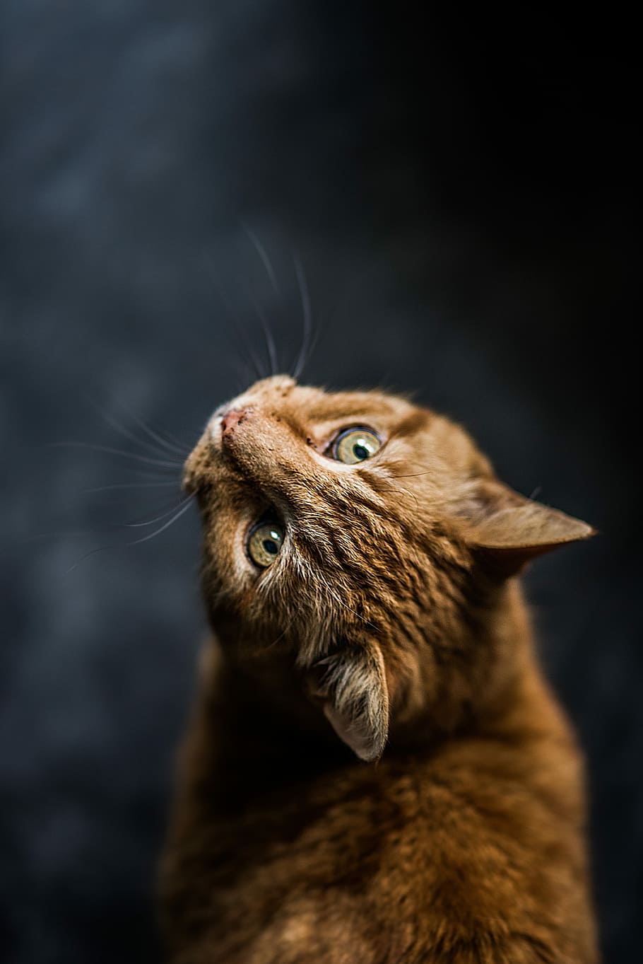selective focus and low-angle photography of orange tabby cat, orange tabby cat