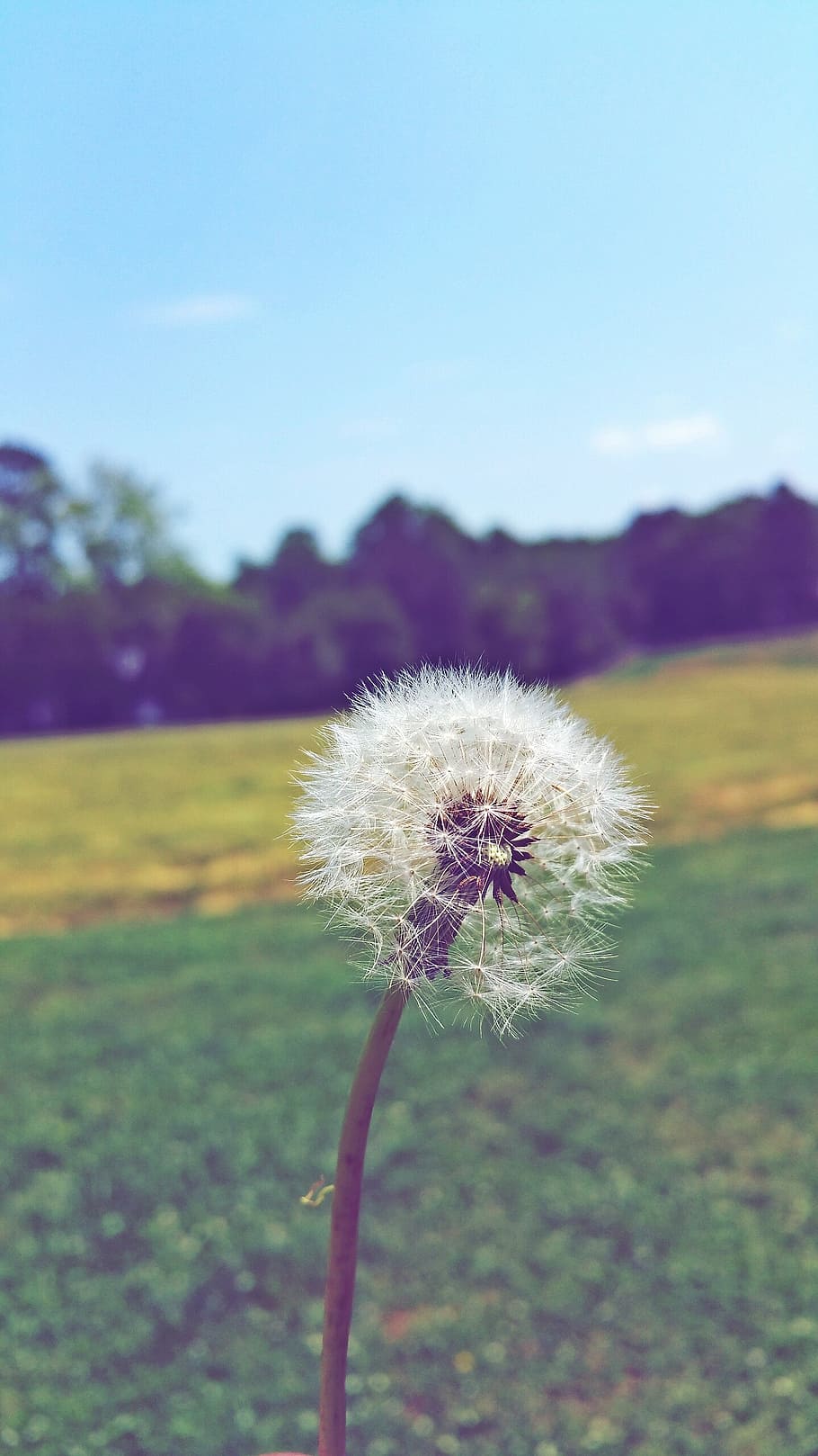 dandelion, flower, nature, spring, summer, plant, natural, blossom HD wallpaper