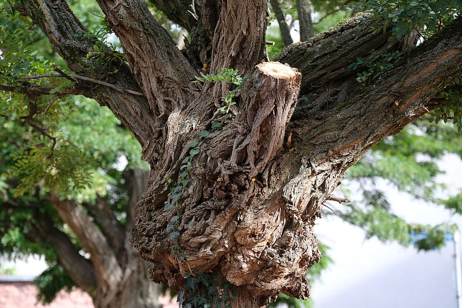 tree, bark, tribe, branches, tree bark, brown, ivy, tree trunk HD wallpaper