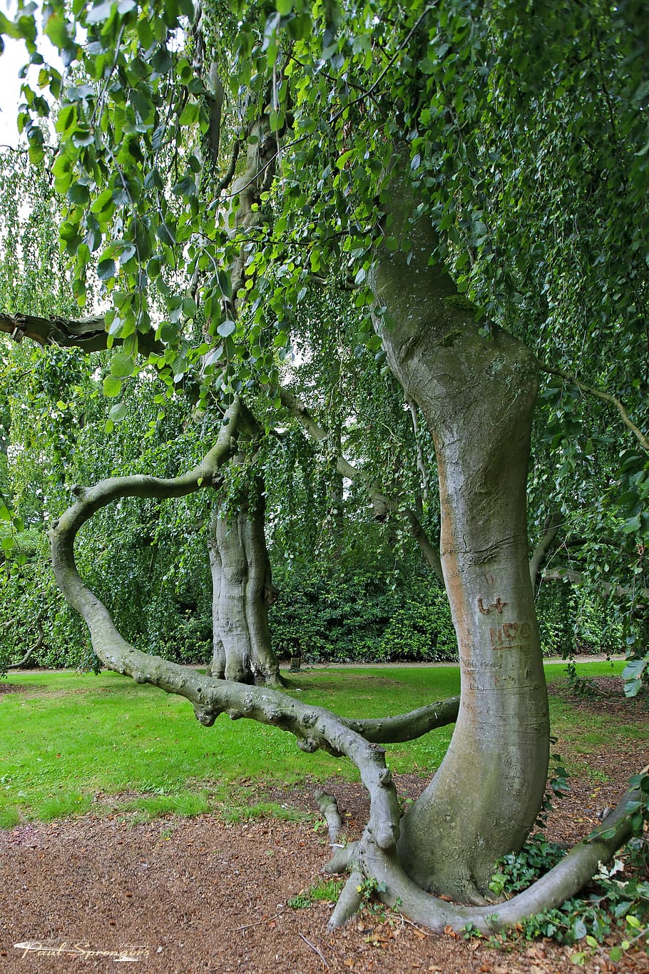 tree, landscape, trees, plant, trunk, tree trunk, growth, nature HD wallpaper
