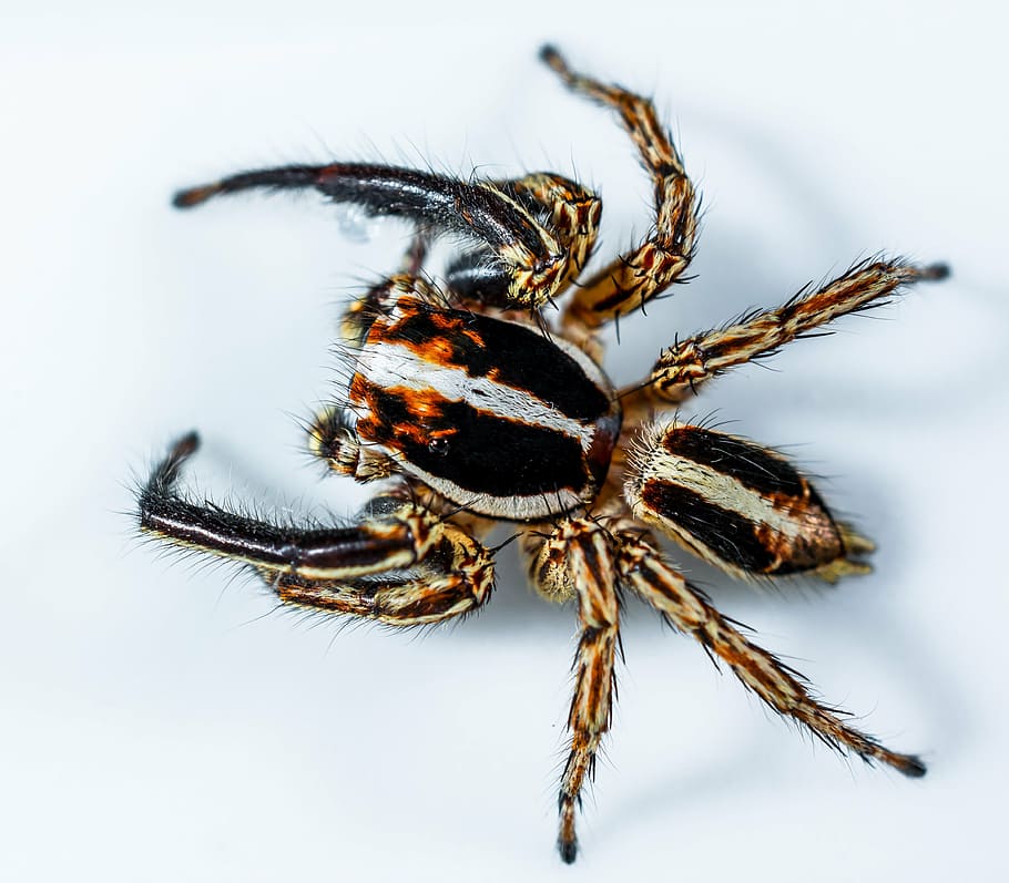jumping spider, small spider, insect, close, animal themes HD wallpaper