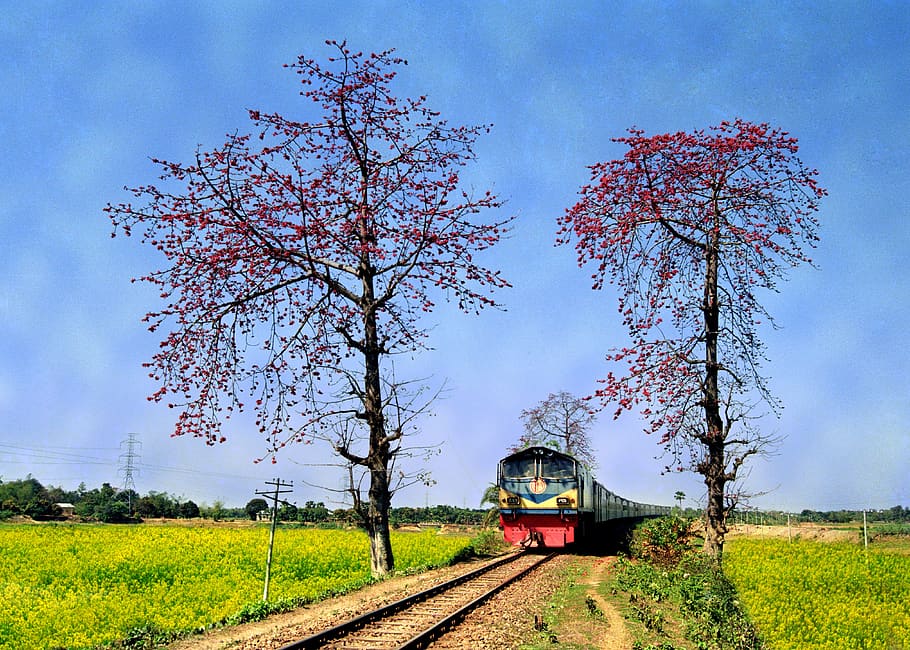 bangladesh, train, landscape, plant, tree, mode of transportation