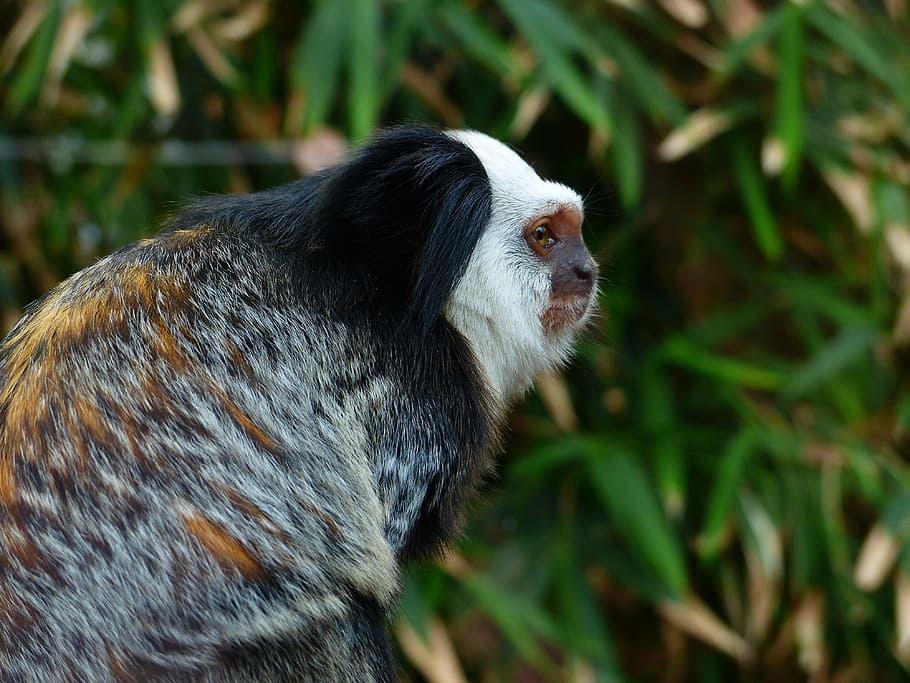 white-headed marmoset, monkey, äffchen, cute, small, callithrix geoffroyi HD wallpaper