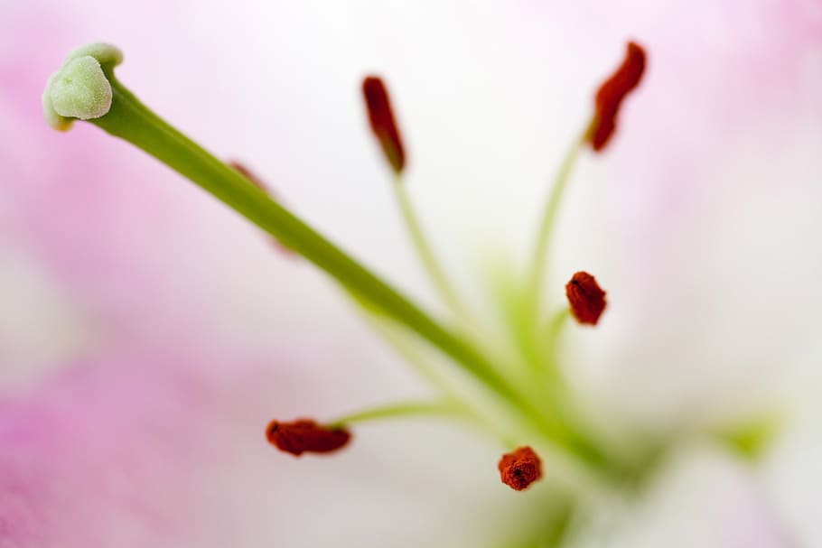 anther, bloom, blossom, flora, floral, flower, fresh, lily HD wallpaper