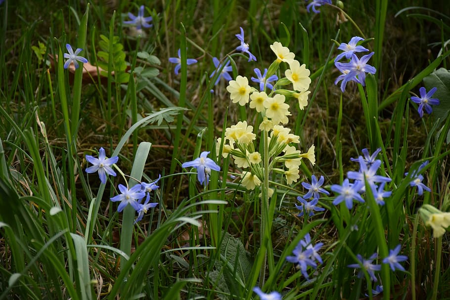 cowslip, spring, bloom, yellow, meadow, nature, blue, flowers HD wallpaper