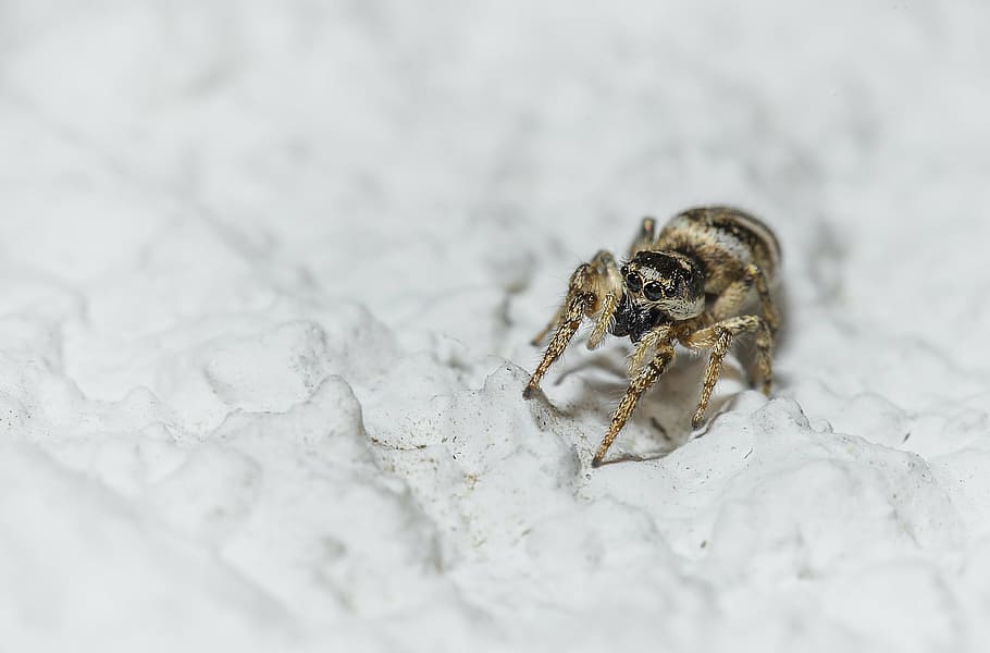 spider, arachnid, insect, macro, legs, nature, one animal, animal themes HD wallpaper