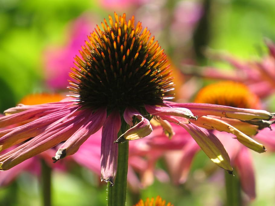 flower, purple, macro, bloom, floral, garden, spring, purple flowers HD wallpaper