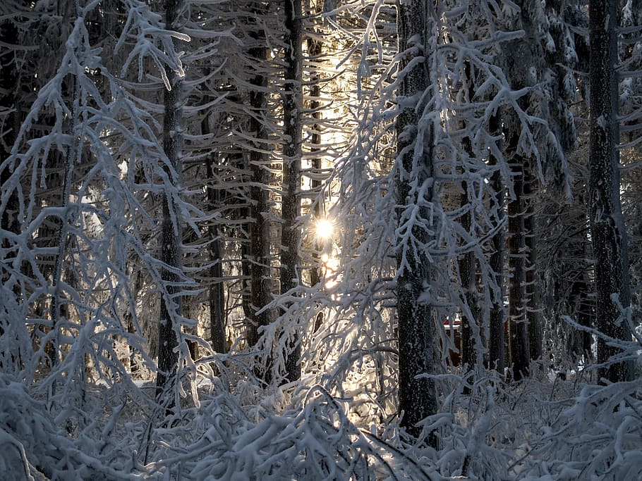 snow, winter, trees, light, sun, wintry, cold, ice, frost, icy HD wallpaper