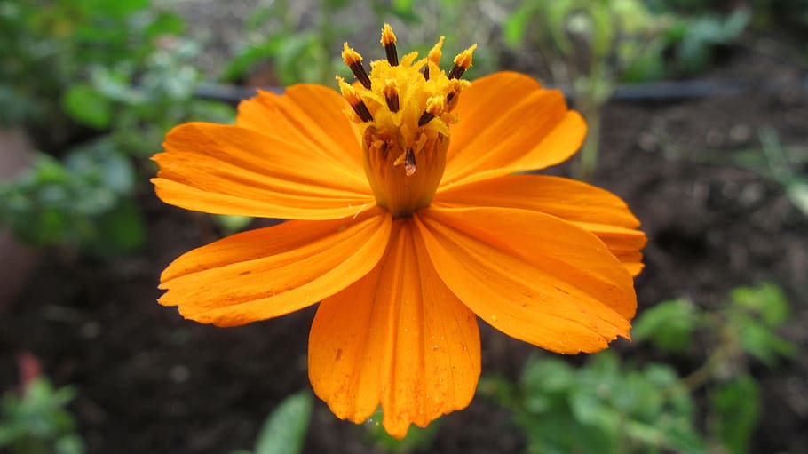 flower, nature, spring flowers, petals, flowering plant, freshness HD wallpaper