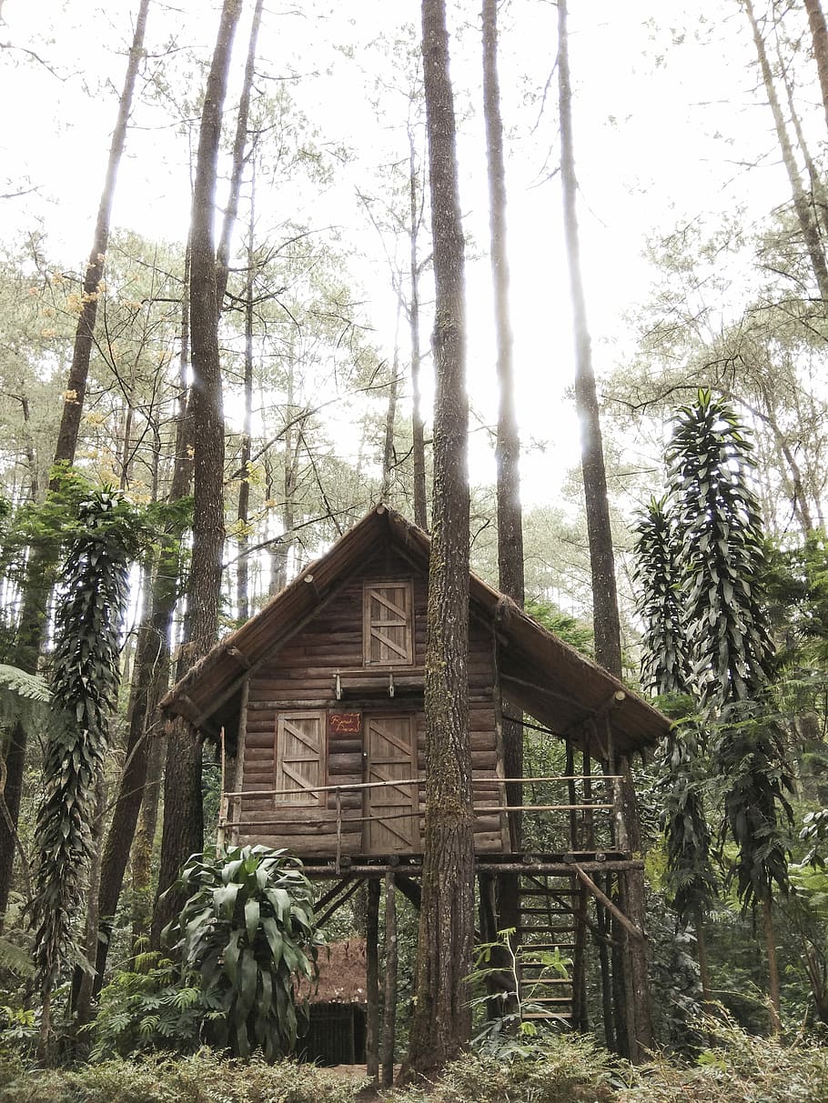 brown wooden house on forest under white sky, brown wooden tree house during daytime HD wallpaper