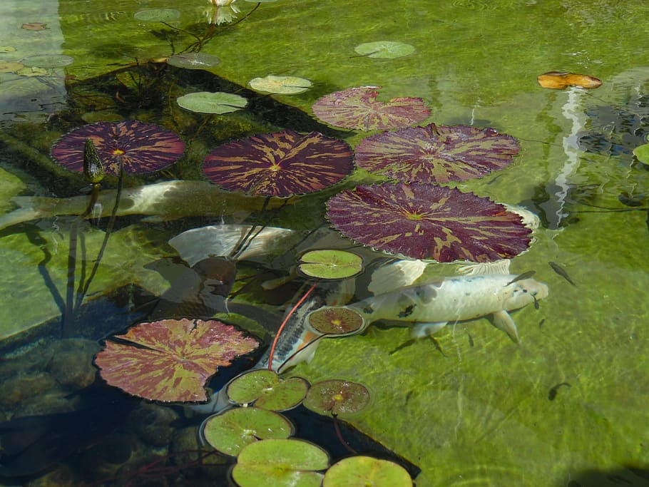 pond, fish, catfish, coil, lilly pads, fishes, nature, leaf, HD wallpaper