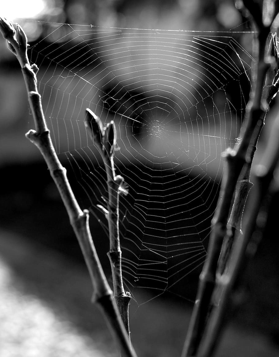 Spiderweb, Nature, Insect, Trap, cobweb, creepy, pattern, thread HD wallpaper