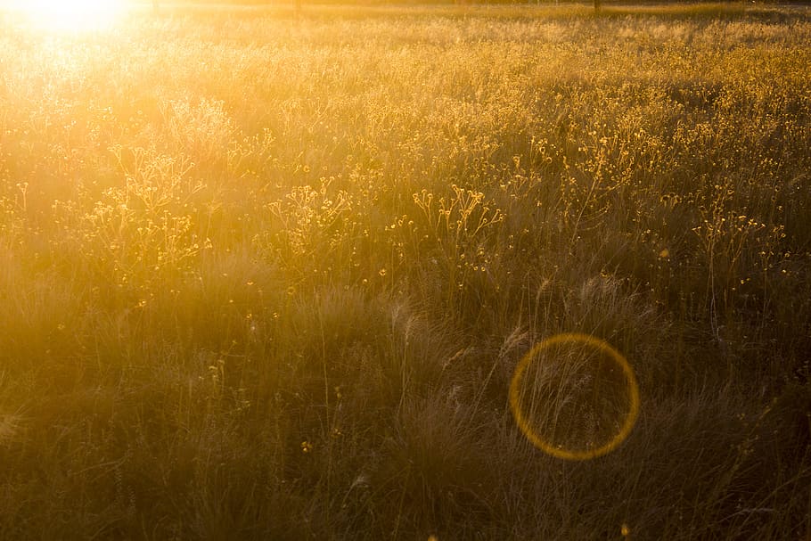 Grass Field Photo, background, blur, bright, colors, landscape HD wallpaper