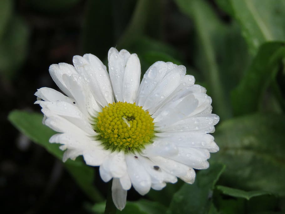 daisy, flower, closeup, white, bloom, nature, natural, flowering plant HD wallpaper