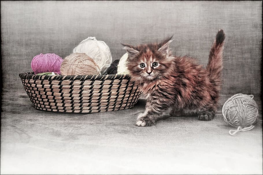 orange and gray cat beside brown wicker basket, young cat, kitten, HD wallpaper
