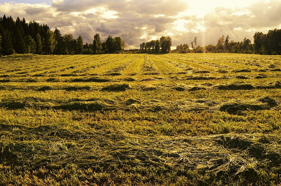 Bed, Go, Field, Nature, Summer, Cloud, landscapes, beautifully HD wallpaper