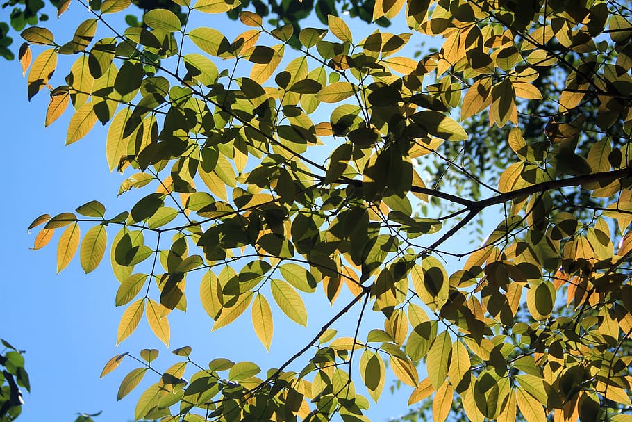 tree, sun light, nature, forest, sunlight, sunny, sunshine HD wallpaper