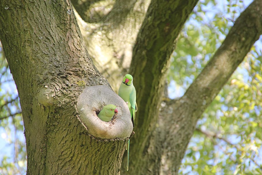 parakeet, bird, amsterdam, animals, park, tree, animal themes HD wallpaper