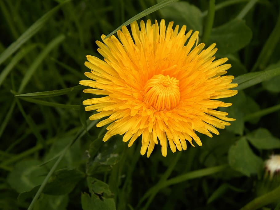 flowers, dandelion, summer, flowering plant, growth, vulnerability HD wallpaper