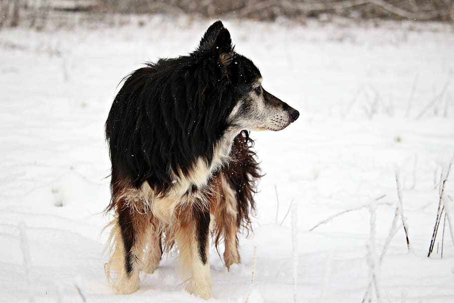 snow, winter, dog, wintry, border, herding dog, border collie HD wallpaper