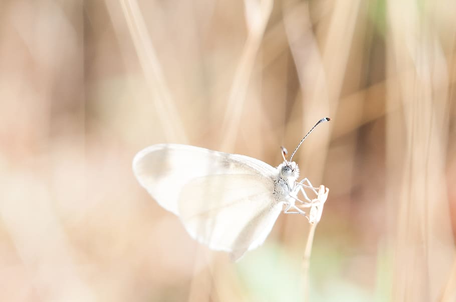 white butterfly on brown grass, cabbage white butterfly perched on leaf branch HD wallpaper