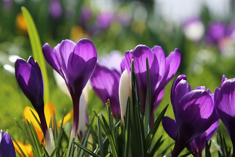 depth of field photography of purple petaled flowers, spring HD wallpaper