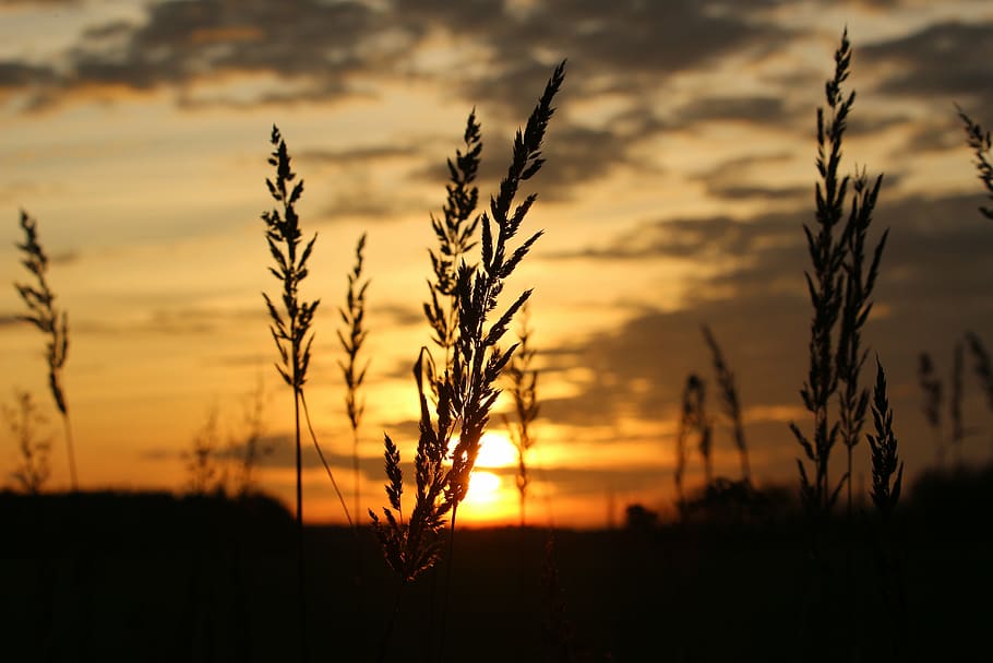 sun, sunset, evening sky, grass, abendstimmung, setting sun HD wallpaper