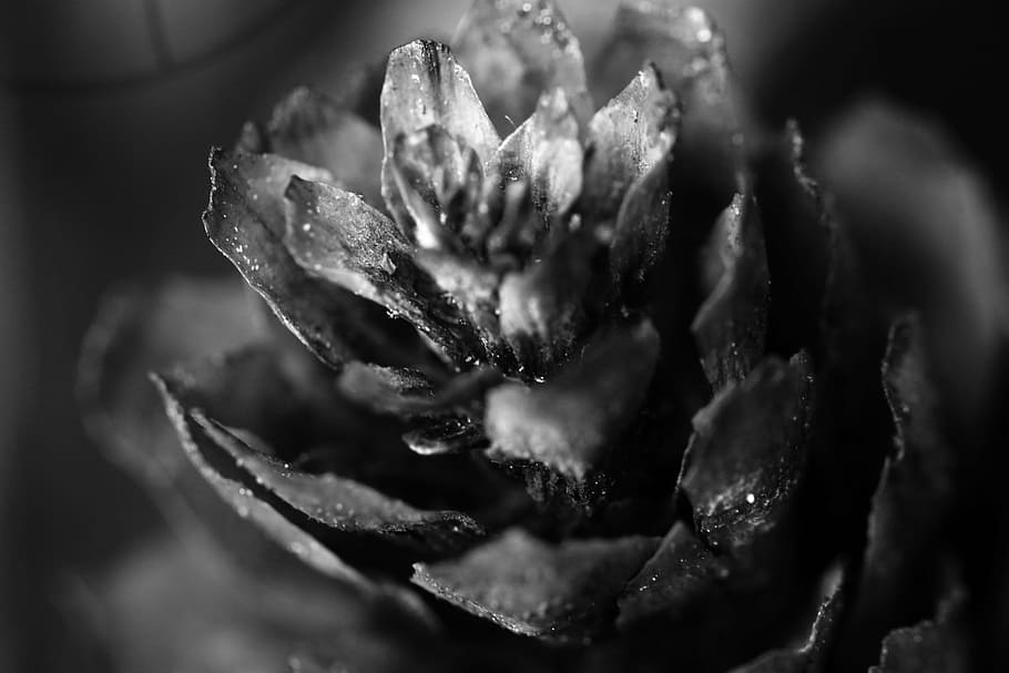 pinecone, macro, nature, close-up, no people, food and drink HD wallpaper