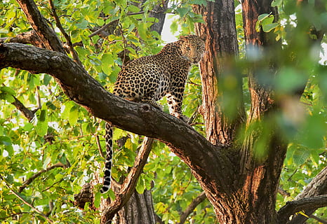 brown and black cheetah on tree, leopard on top of brown tree branch HD wallpaper