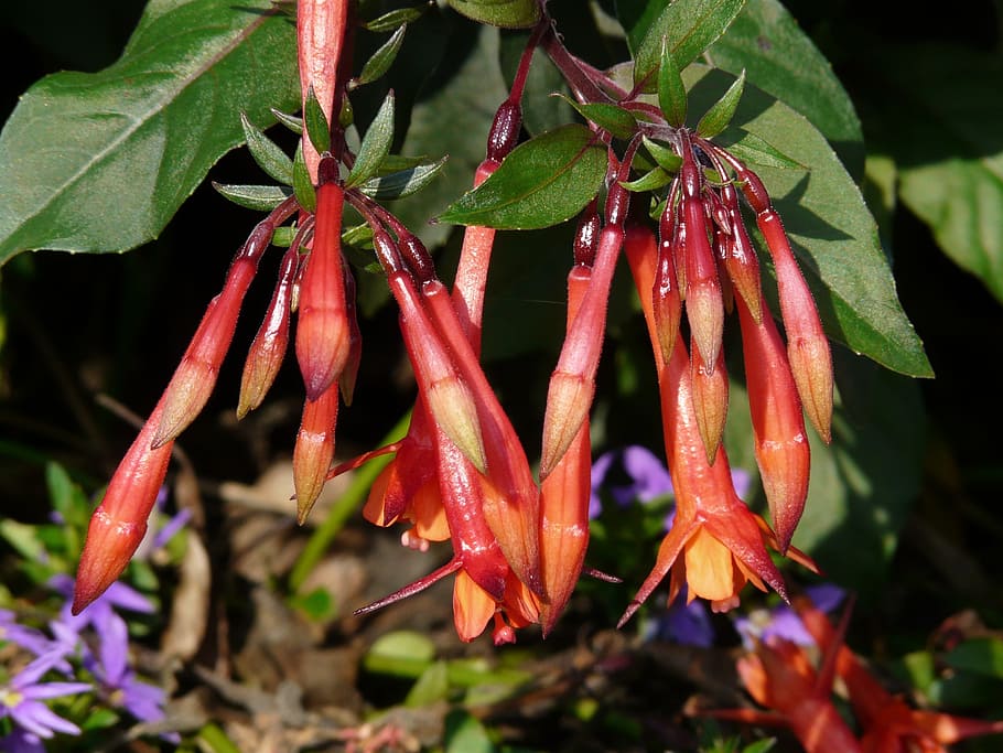 fuchsia, flowers, red, orange, red orange, depend, closed, flora HD wallpaper