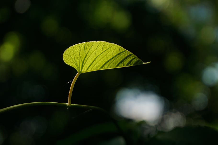 leaf, vine, growth, green, macro, bokeh, plant part, beauty in nature HD wallpaper