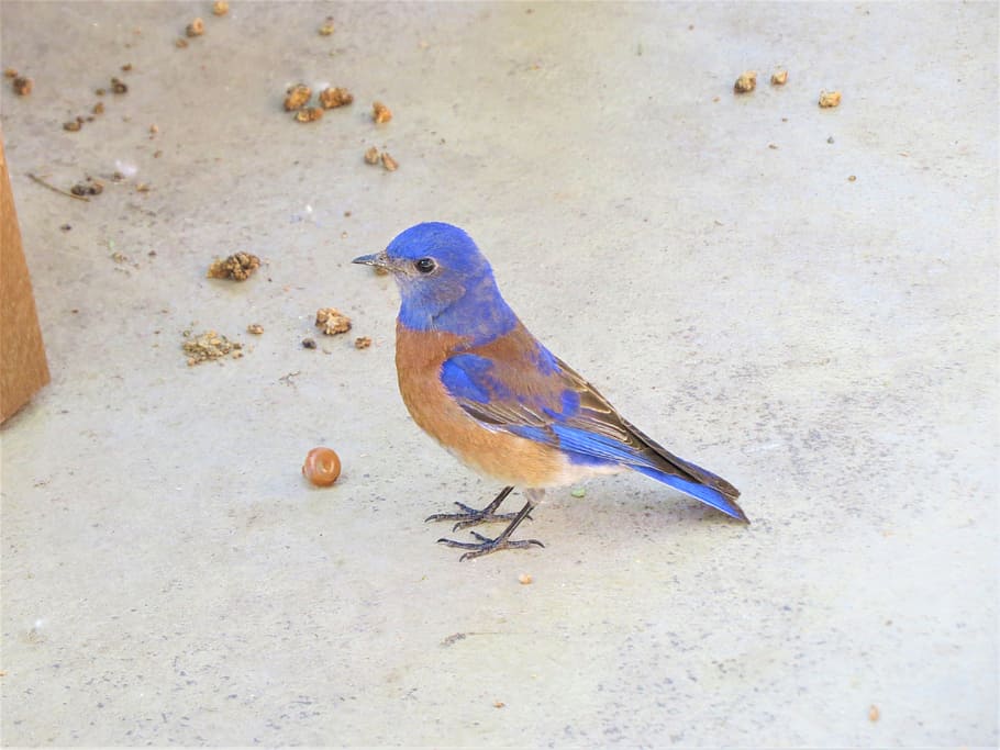 Bird, Wild, Utah, Nature, blue, one animal, animal themes, animal wildlife HD wallpaper