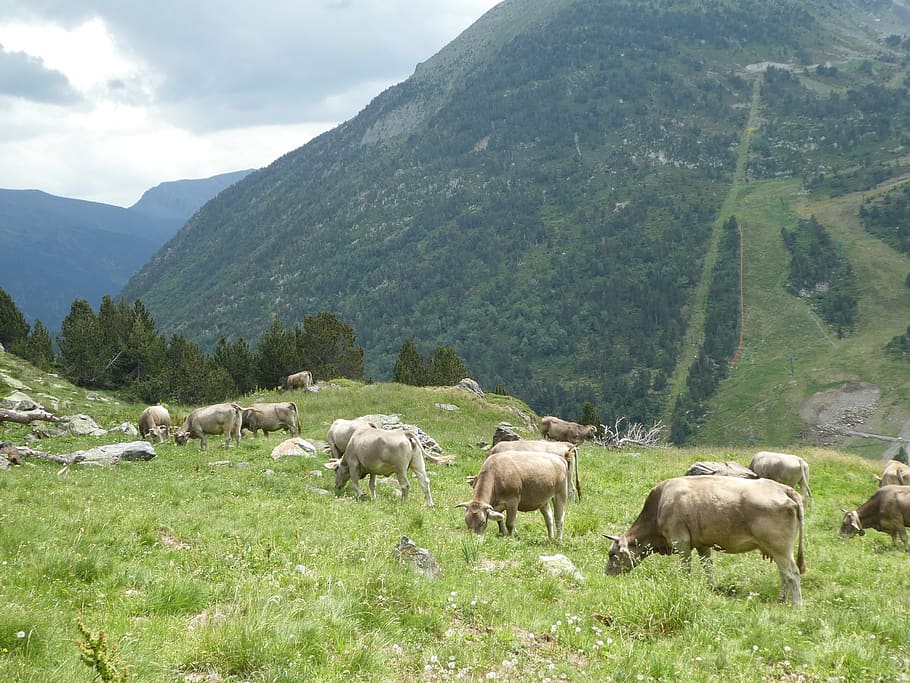 cows, mountain, andorra, plant, group of animals, beauty in nature HD wallpaper