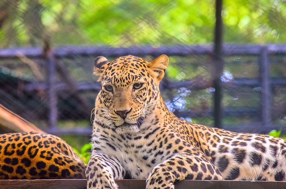 leopard, wild, beast, animal, wildlife, nature, cat, mammal HD wallpaper