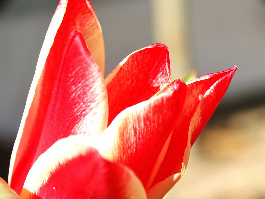 Tulip, Flower, Spring, Colorful, red, close, close-up, no people HD wallpaper