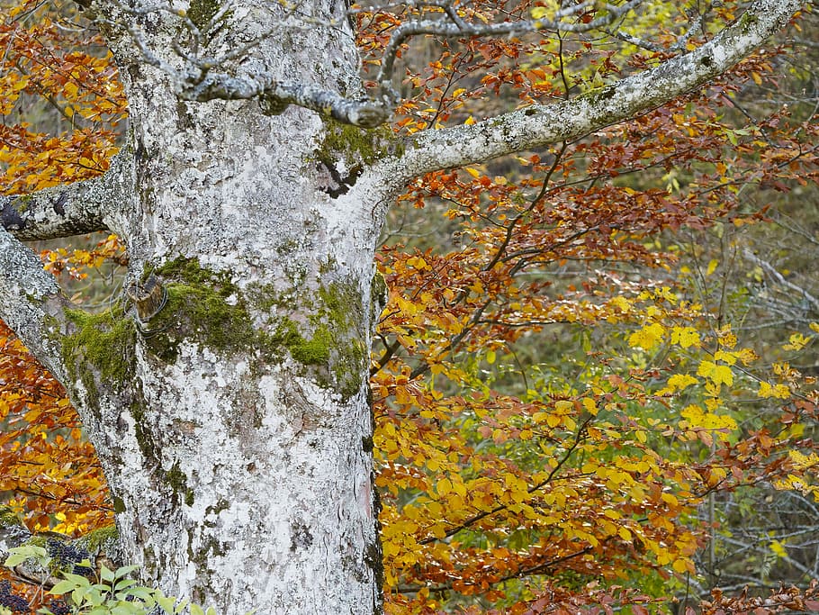 Tree, Leaves, Nature, Fall, Autumn Leaf, tree leaf, old tree HD wallpaper