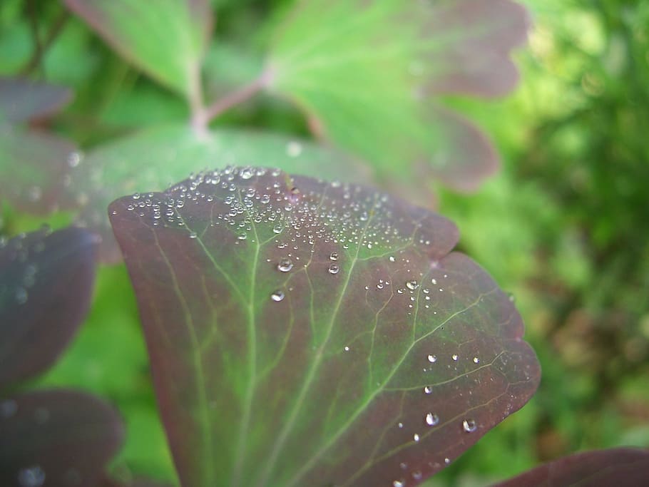 raindrops, leaf, nature, water, plant, growth, wet, beauty in nature HD wallpaper