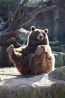 grizzly bear sitting on gray stone formation, zoo, animals HD wallpaper