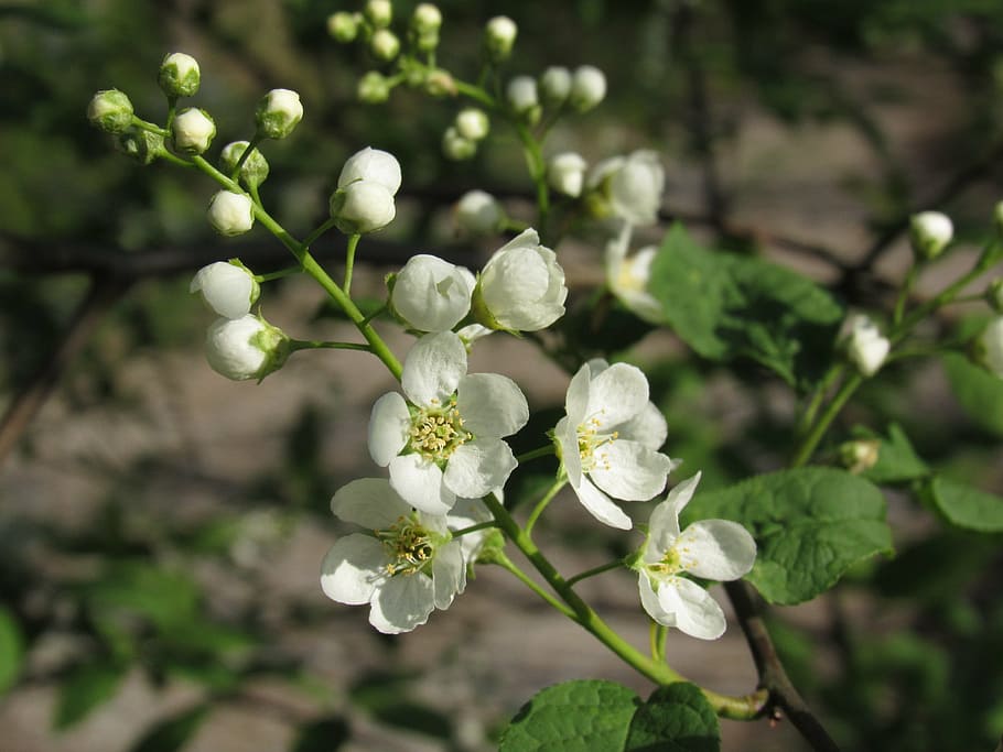 black cherry, ahlkirsche, swamp cherry, else cherry, plant HD wallpaper