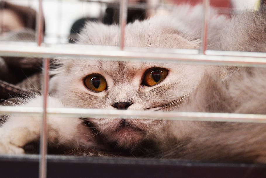 close-up photo of cat in cage, shelter cat, adoption, homeless