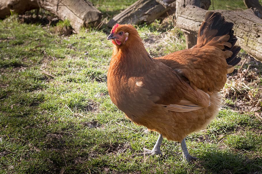hen, chicken, brown, nature, farm, animal themes, livestock HD wallpaper