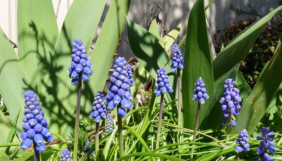 flowers, blue, bulbs, plant, flowering plant, growth, purple HD wallpaper