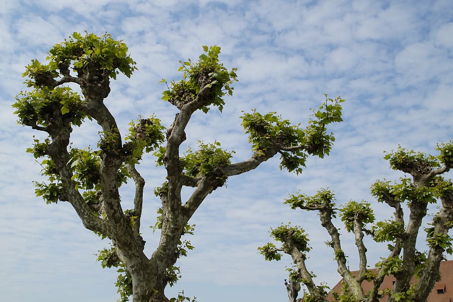 plane trees, tribe, aesthetic, branches, sprout, spring, may HD wallpaper