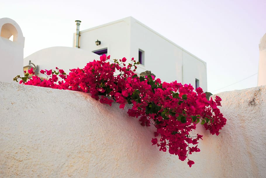 red flowers on white fence, Santorini, Islands, Greece, travel