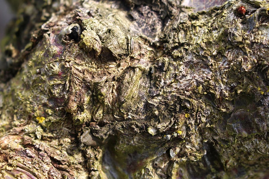 Bark, Nature, Structure, Tree, animal themes, one animal, no people HD wallpaper