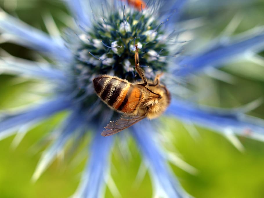 flower, insect, fly, invertebrate, animal wildlife, animal themes HD wallpaper