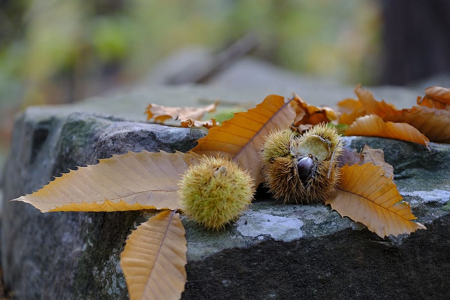 autumn, leaves, chestnut, chestnuts, close-up, day, focus on foreground