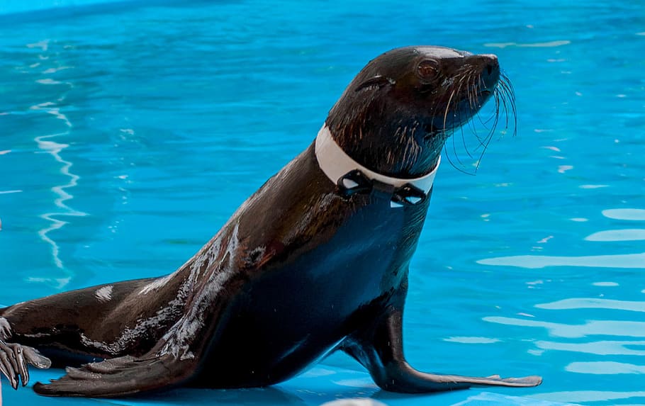 fur seal, dolphinarium, training, water, animal, animal themes HD wallpaper