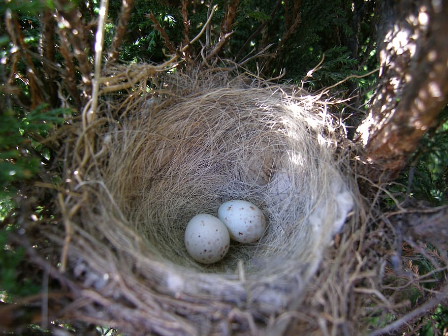 socket, eggs, bird, animal Nest, bird's Nest, animal egg, new life HD wallpaper