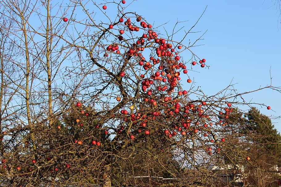 apple, autumn, apple tree, windfall, fruit, nature, red apple HD wallpaper